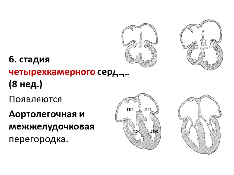 6. стадия четырехкамерного сердца (8 нед.) Появляются Аортолегочная и межжелудочковая  перегородка.  пп